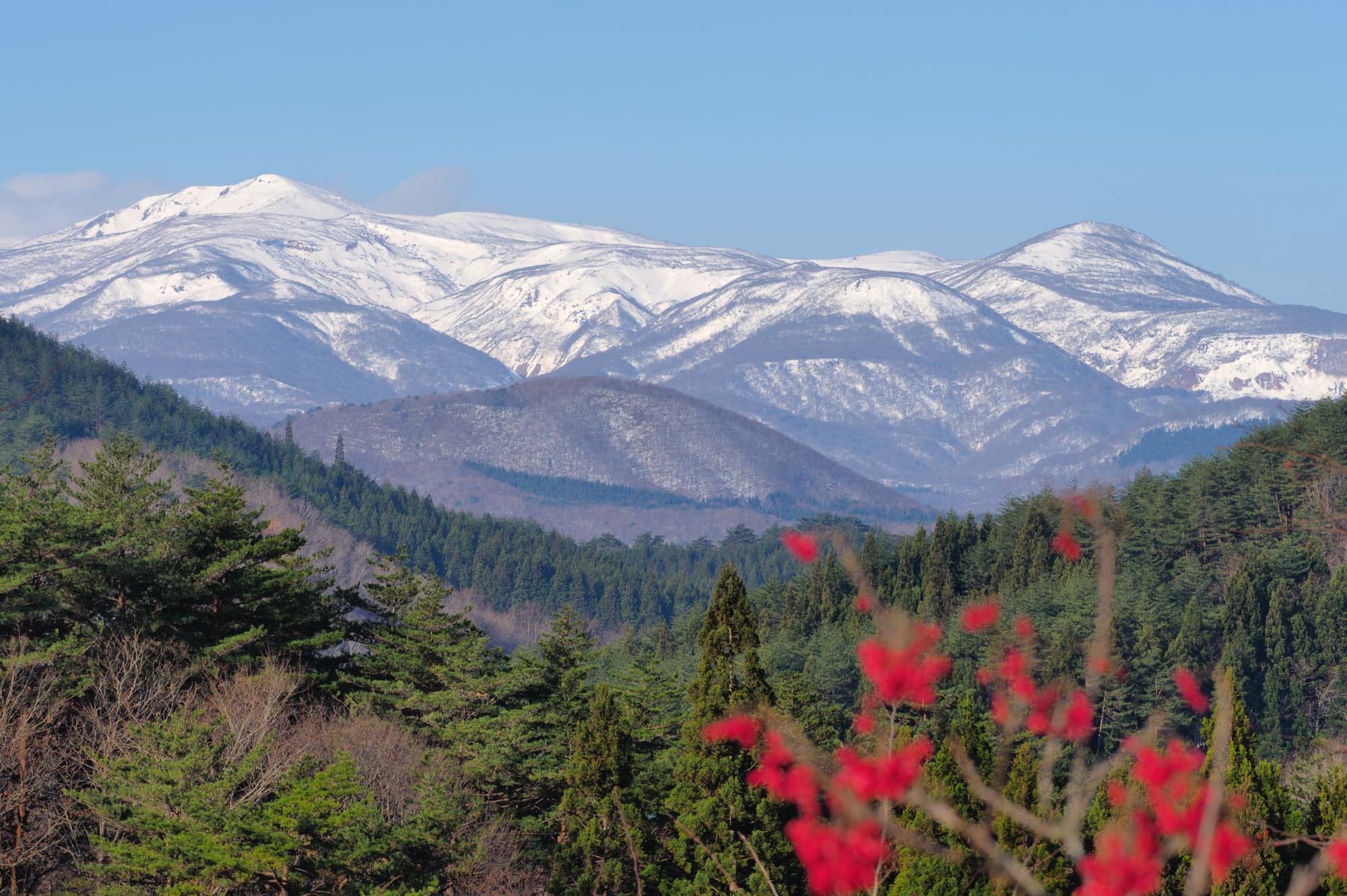 樹木葬特集～近くで祈り、最期は自然に還る～